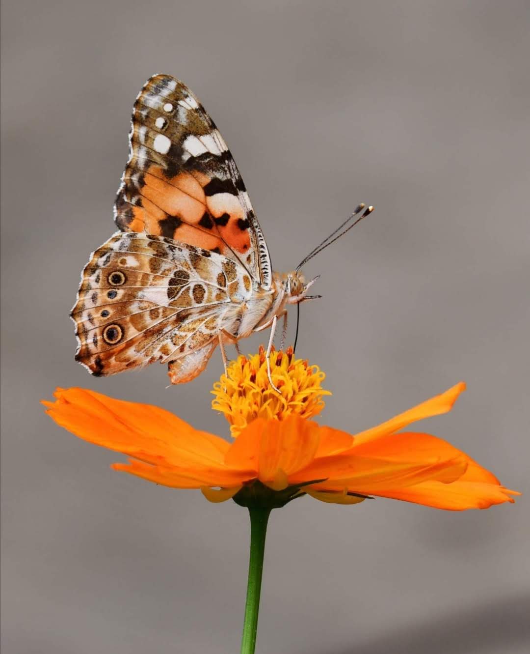 Feature image